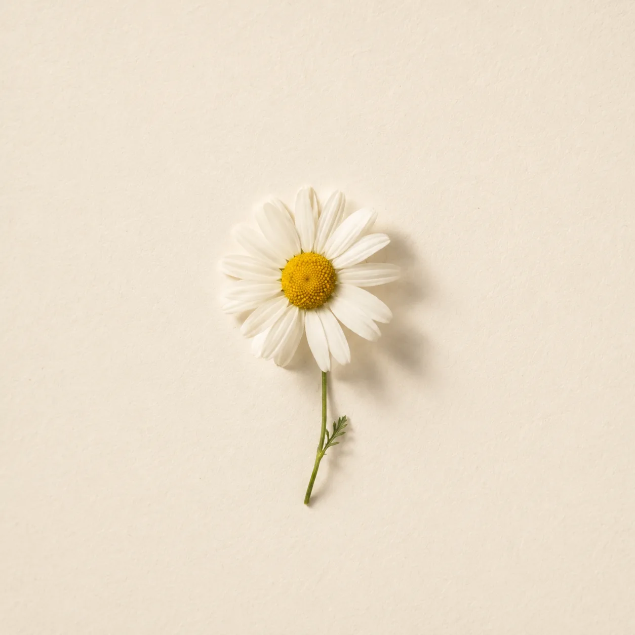 A white daisy on a neutral background